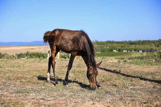 Brown horse foal freely eats grass in a clearing against the backdrop of plantations and hills