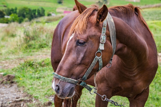 Brown horse on a glade on a background of mountains and blue sky Countryside Pets closeup