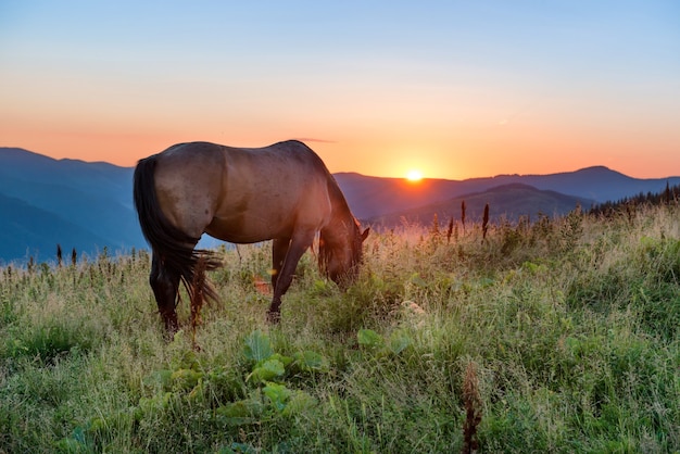 Brown horse grazing on a field at sunset