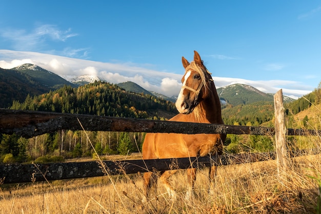 Brown horse on a pasture on a background of mountains in the morning