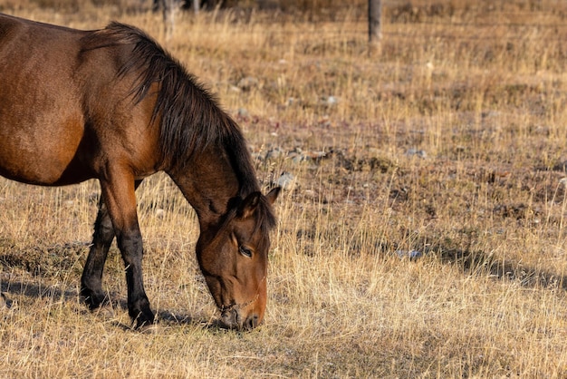 A brown horse on a pasture in the mountain steppe . Altai, Russia.