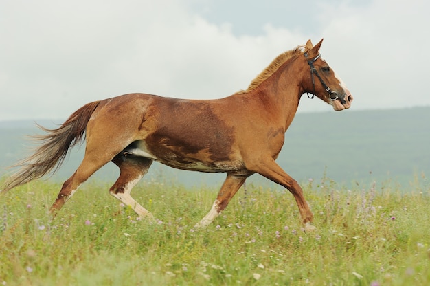 Brown horse run trotted on green meadow in summer day, outdoors, horizontal