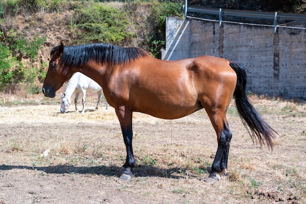 Brown horse seen from the side