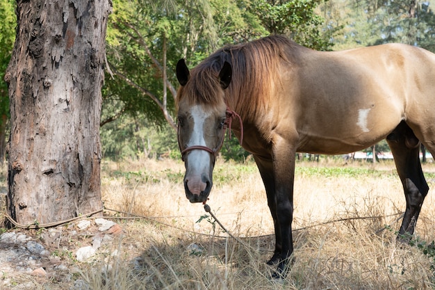 Brown horse stable on dry grass