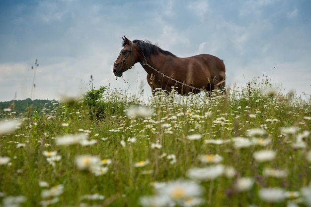 Brown horse view through chamomile flowers landscape and stormy sky