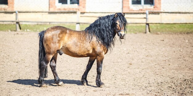 Photo brown horse with a black mane walks behind the fence