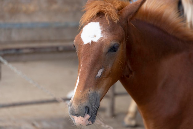 A brown horse with a white spot on its head in a stall closeup