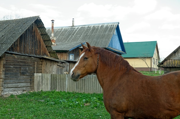 A brown horse with a white stripe on its face