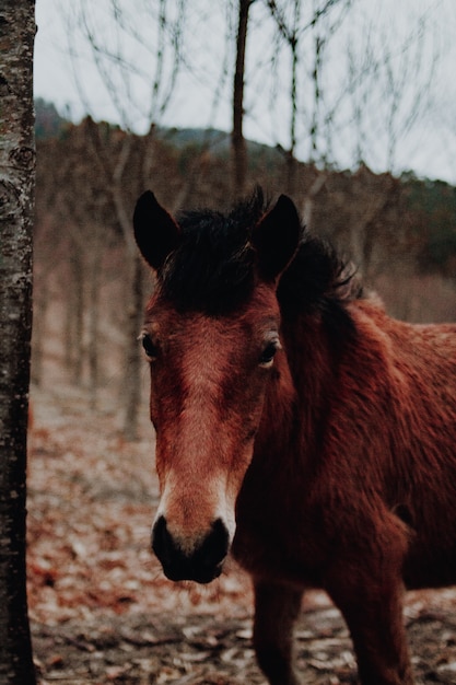 Brown horse