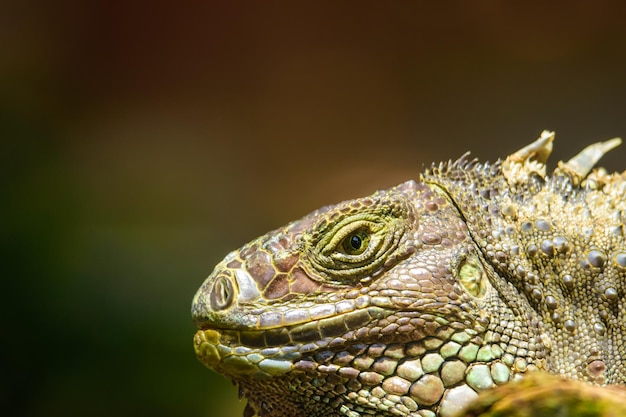 brown Iguana closeup head with soft background