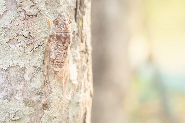 Brown insects on trees And pattern.