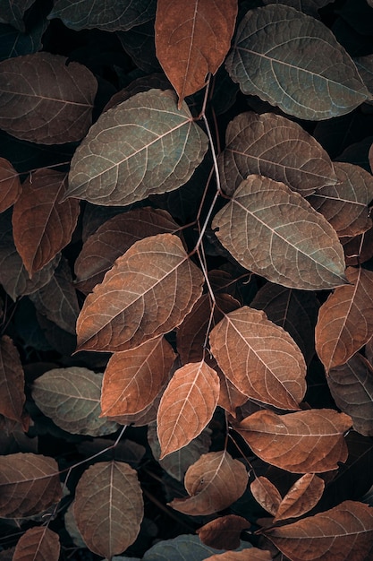 brown japanese knotweed plant leaves in autumn season brown background