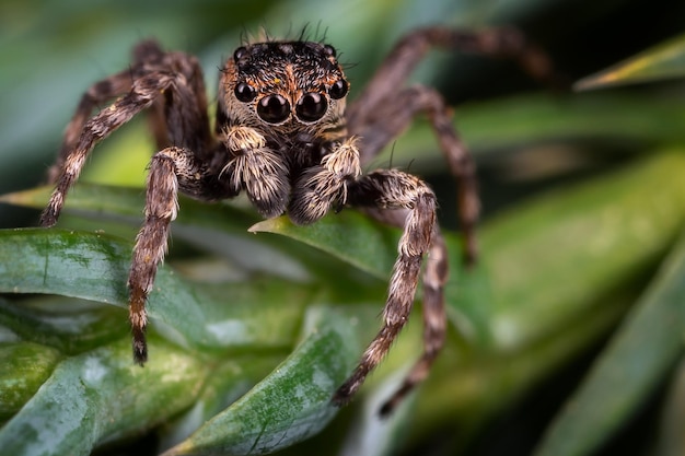 A brown jumping spider on the nice green plant