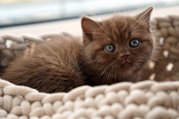 Photo a brown kitten with blue eyes laying in a crocheted blanket