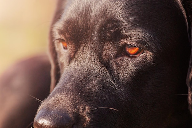 Brown labrador eyes in focus The look of a black dog A pet an animal