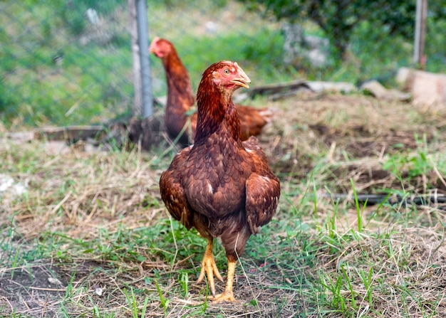 Brown layer chicken standing on grass