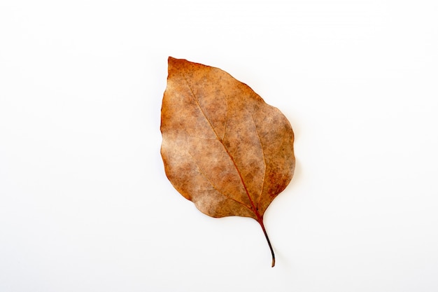 Brown leaf isolated