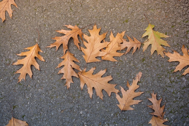 Brown leaf texture and background Dry leaves background texture