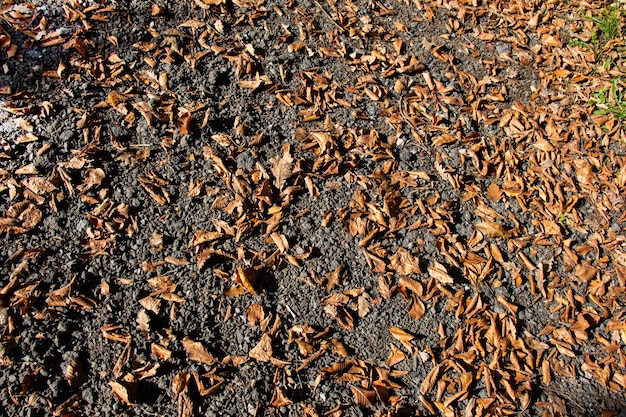 Brown leaf texture and background Dry leaves background texture