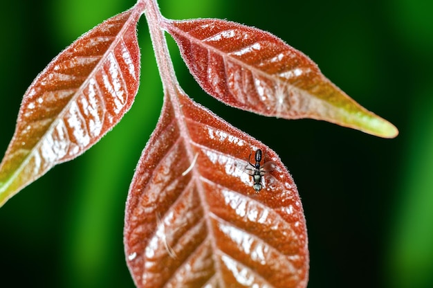 Brown leaves and ant