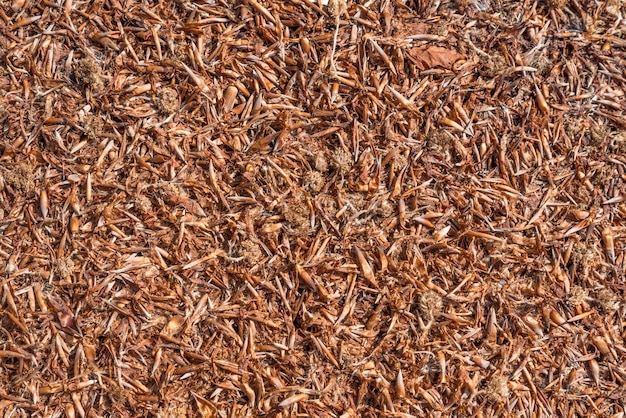 Brown little dry leaves and kidney wood on background