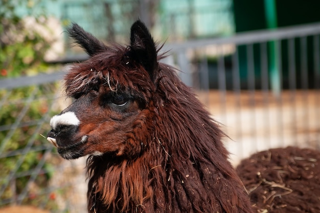 Brown llama portrait