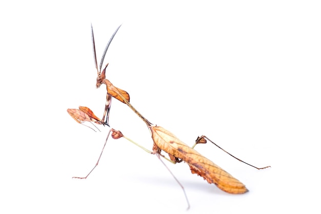 Brown Mantis isolated on white background