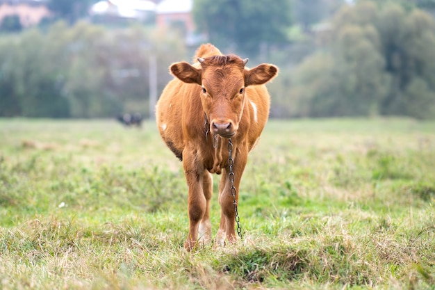 Brown milk cow grazing on green grass at farm grassland.