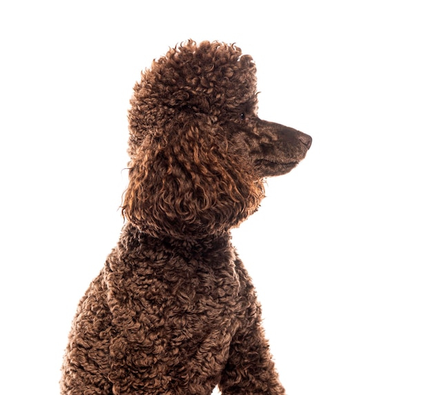 Photo brown miniature poodle dog sitting and looking right on white background