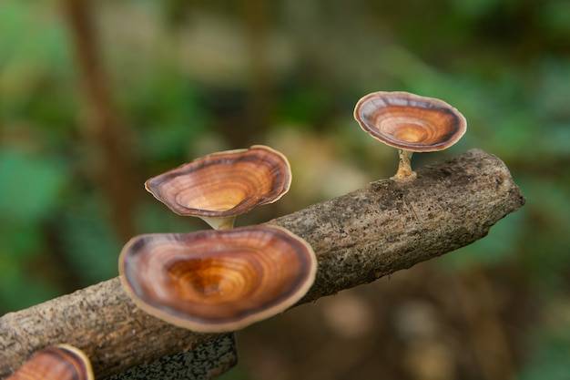 Brown mushroom Microporus xanthopus  Fr. Kuntze on tree branch