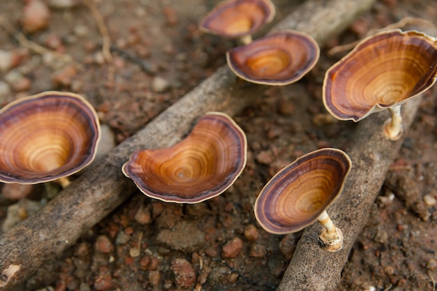 Brown mushroom Microporus xanthopus  Fr. Kuntze on tree branch
