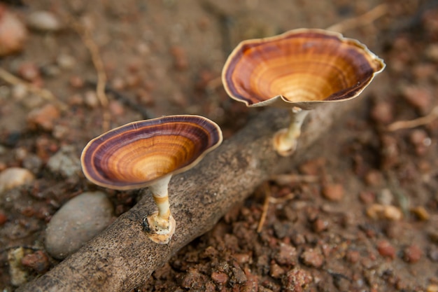 Brown mushroom Microporus xanthopus on tree branch