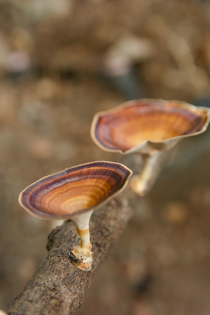 Brown mushroom Microporus xanthopus on tree branch