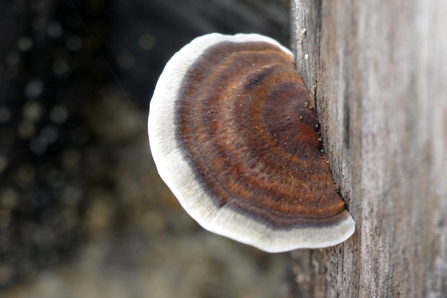 Brown mushrooms bloom naturally and grow naturally.