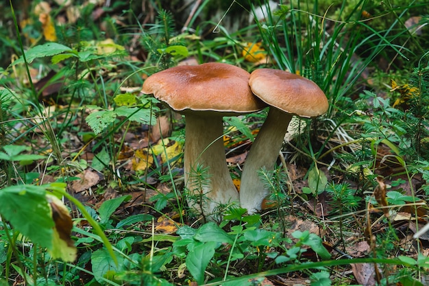 Brown mushrooms in the forest