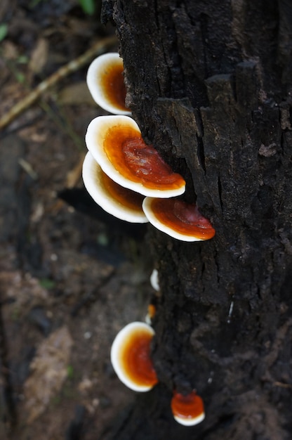 Brown mushrooms on the tree trunk