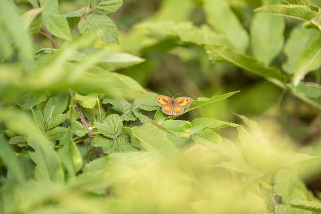 Brown and orange Amaryllis butterfly with open wings in the grass in France