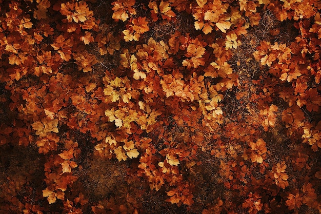 Photo a brown and orange leaf that is on a black surface