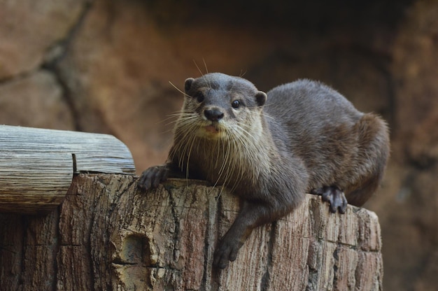 A brown otter is laying on a log