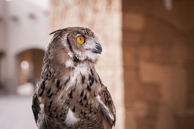 Brown Owl in the zoo