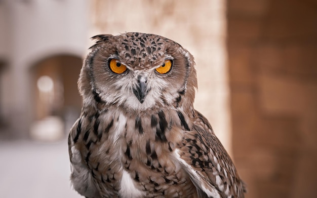 Brown Owl in the zoo