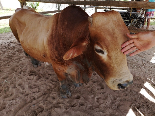 Brown ox in the barn getting affection on rural farm.