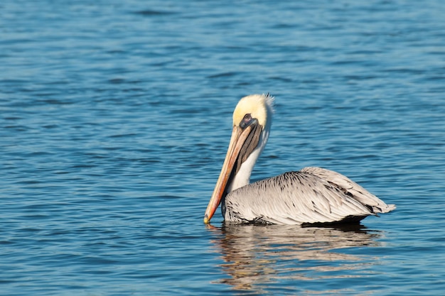 Brown pelican at the Chokoloskee Island.