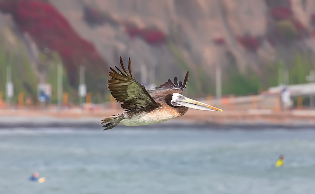 Brown pelican is flying above Pacific ocean Coast of Lima Peru