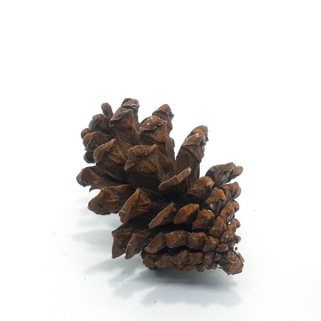 Photo brown pine cone isolated in white background