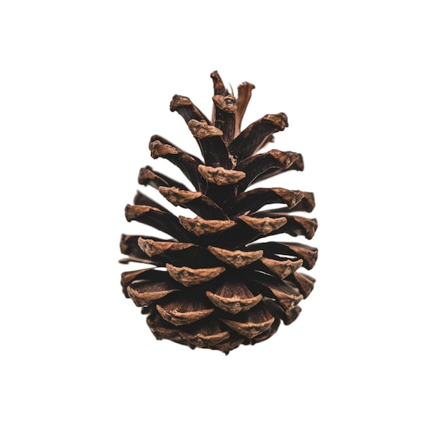 Photo brown pinecone with a natural rustic look isolated on white background