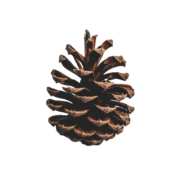 Photo brown pinecone with a natural rustic look isolated on white background