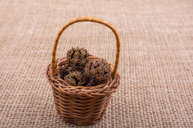 Brown pod capsule in and in a tiny basket on canvas