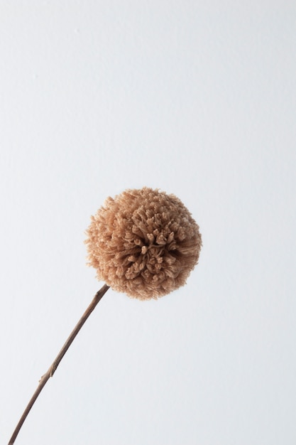 Brown pom pom with white background