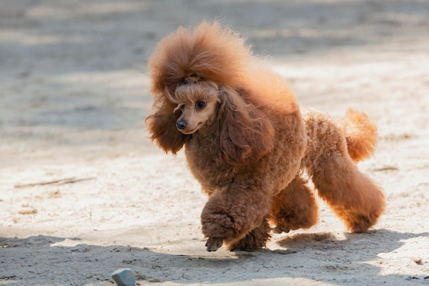 Brown poodle on a sandy field